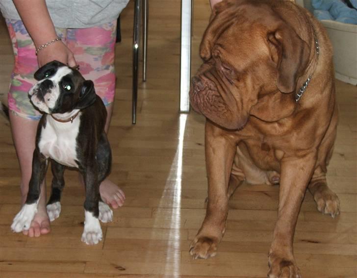 Boxer cesi billede 12