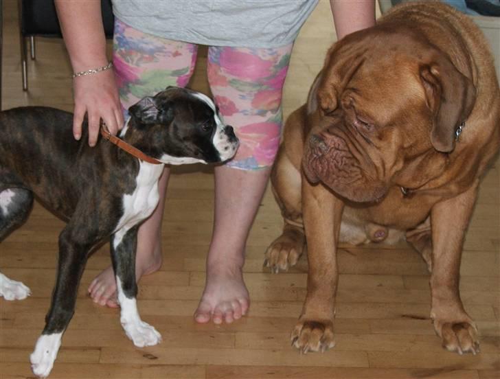 Boxer cesi billede 13