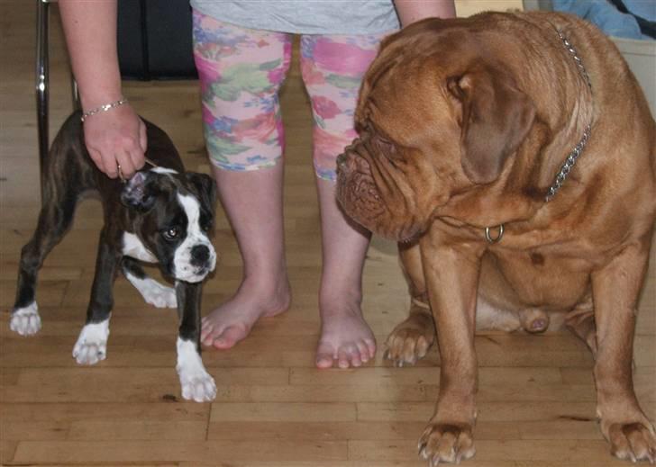 Boxer cesi billede 14