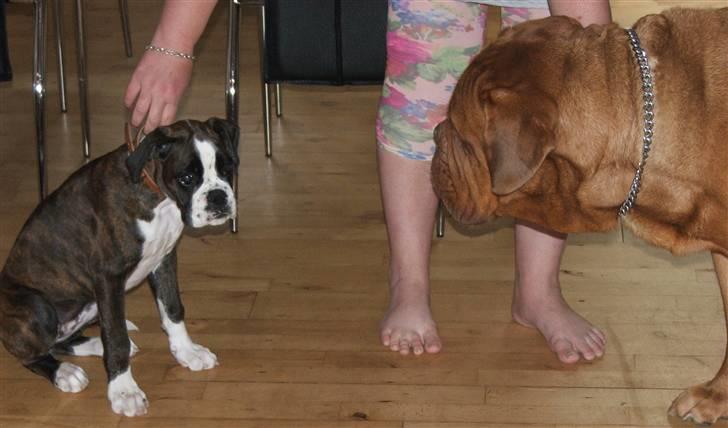 Boxer cesi billede 15