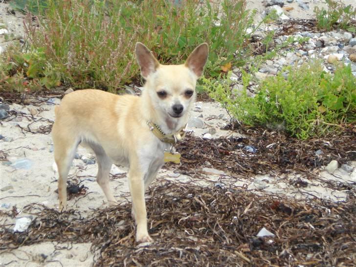 Chihuahua Aimee´s Angel  billede 12