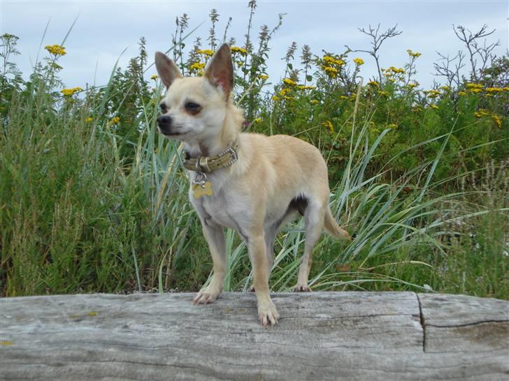 Chihuahua Aimee´s Angel  billede 13