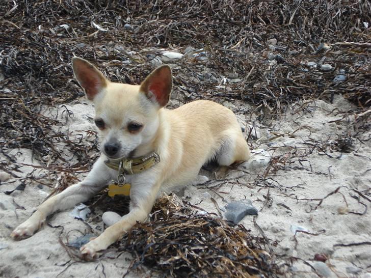 Chihuahua Aimee´s Angel  billede 14