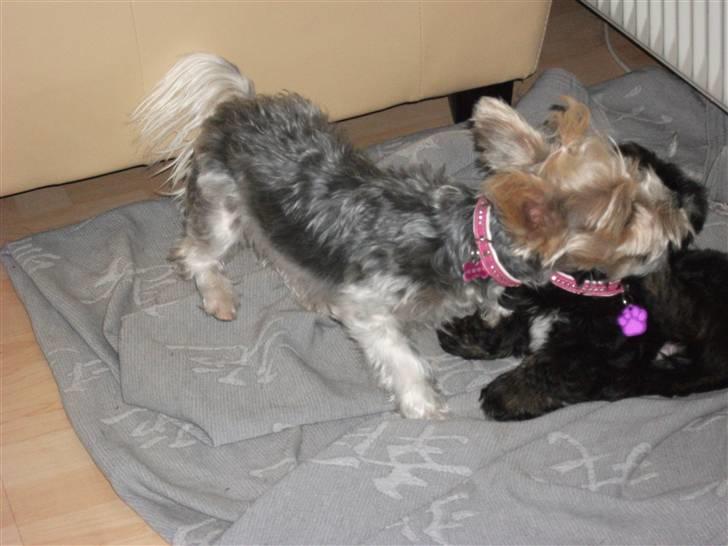 Biewer yorkshire terrier * Baby Doll * billede 15