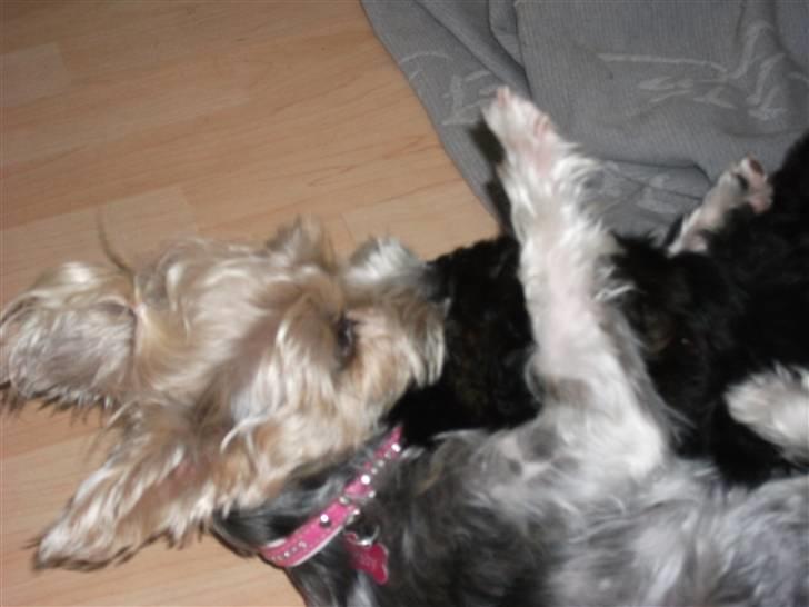 Biewer yorkshire terrier * Baby Doll * billede 16