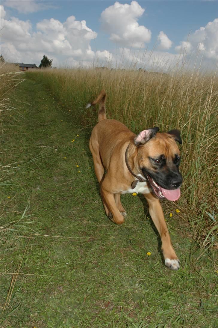 Blanding af racer Akila - Mit ylingsbilled! billede 12