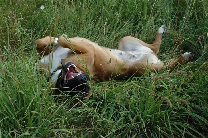 Blanding af racer Akila - Intet er så godt som at slikke sol efter en go legetur! billede 13