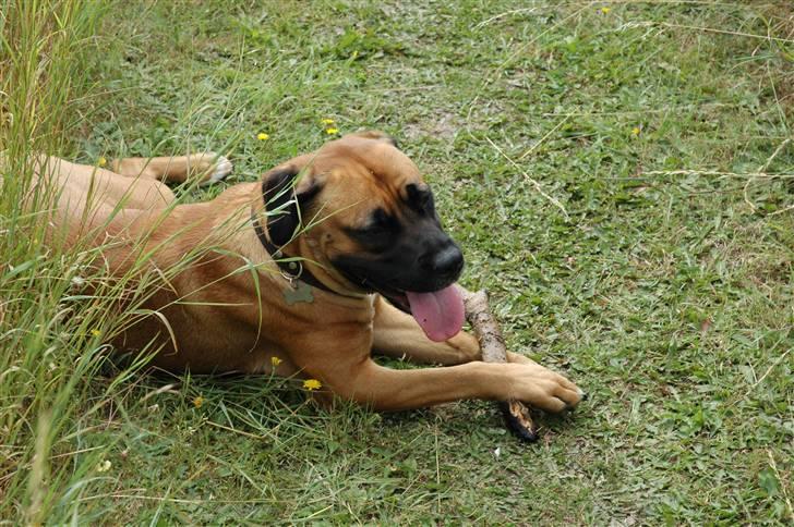 Blanding af racer Akila - En rigtig dame, krydser benene. billede 14