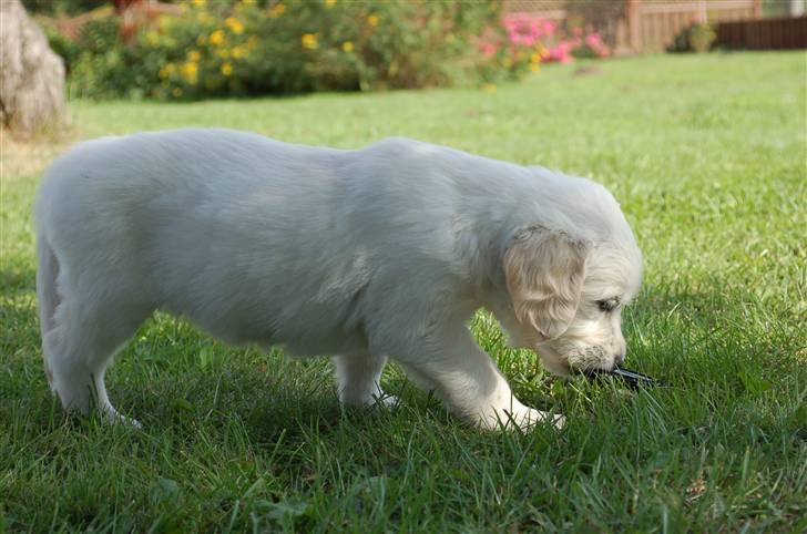 Golden retriever Joey - Igang med at bide i mit kameradæksel billede 5