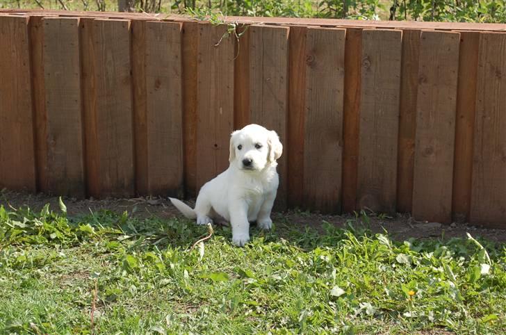 Golden retriever Joey - Venter på at komme hjem til os , hvilket blir´ d. 29/8 billede 6