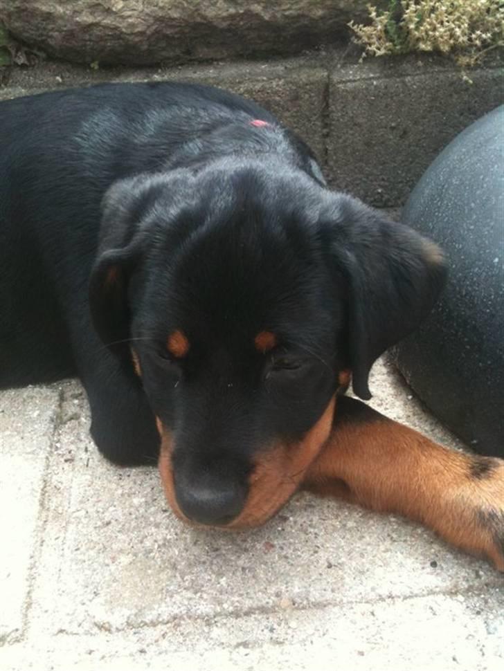 Rottweiler Bailey - ligger på mormors tarasse :) billede 1