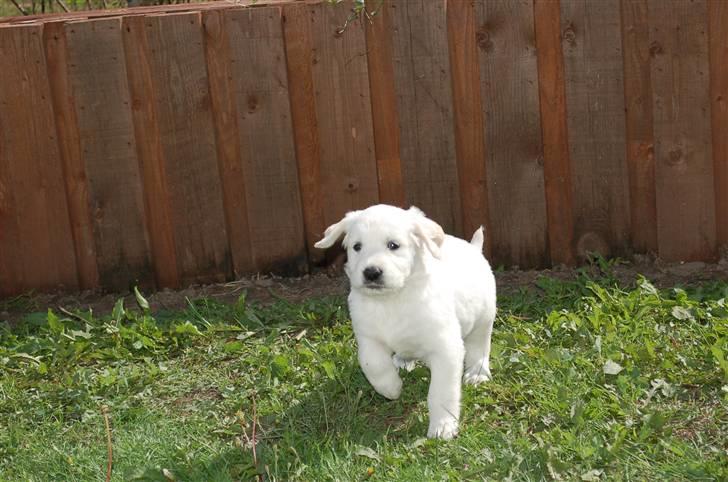 Golden retriever Joey - Dejlige Joey <3 billede 7