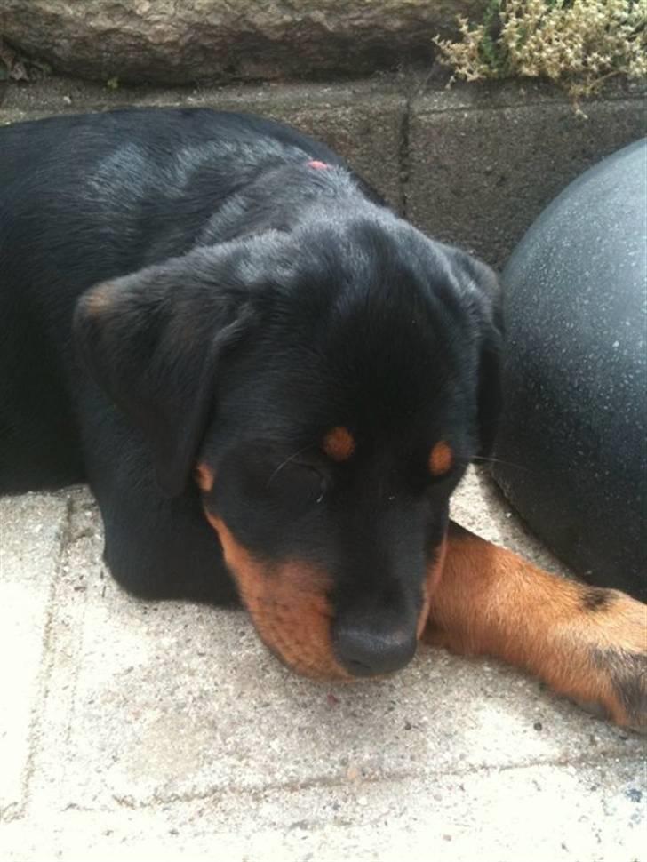 Rottweiler Bailey - ligger på mormors tarasse :) billede 2