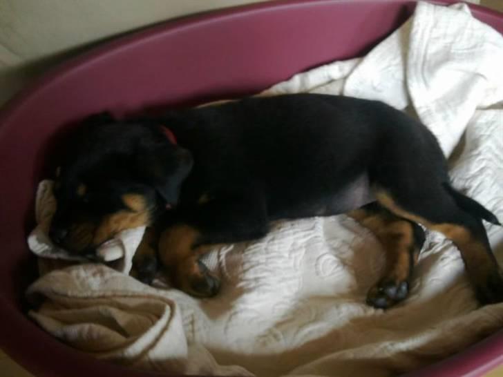 Rottweiler Bailey - min elskede baby seng :) billede 3