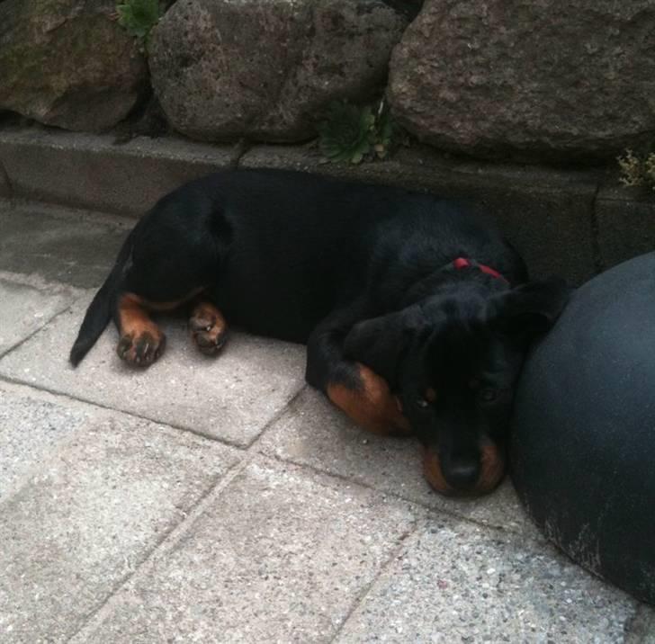Rottweiler Bailey - ligger på mormors tarasse :) billede 4
