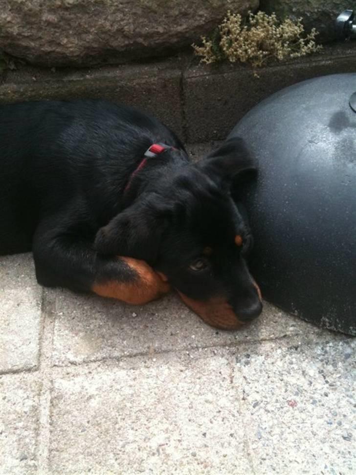 Rottweiler Bailey - ligger på mormors tarasse :) billede 5