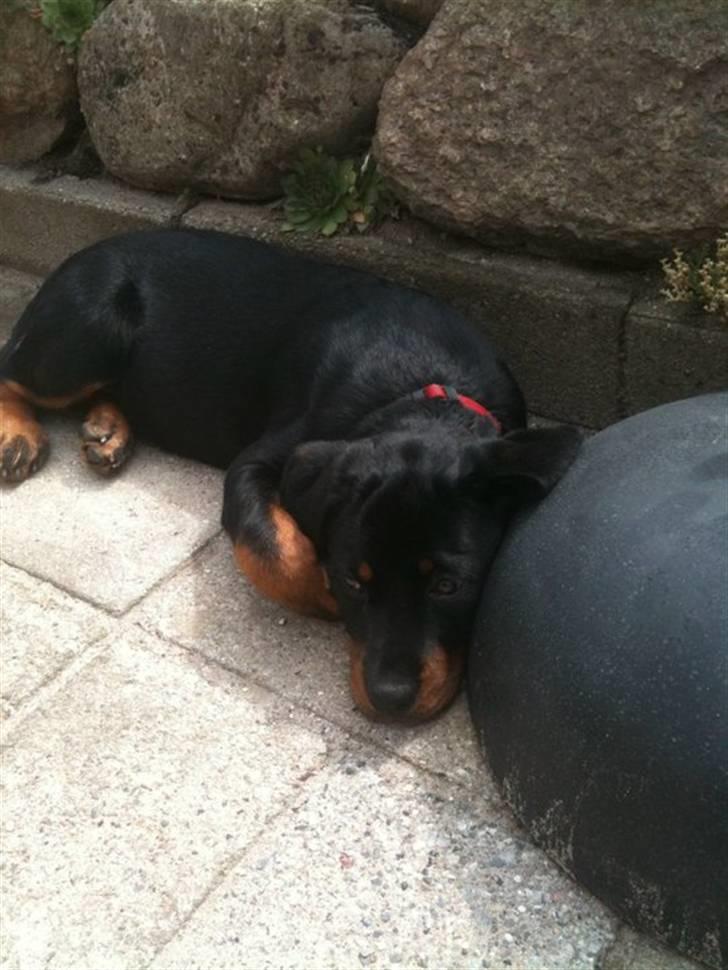 Rottweiler Bailey - ligger på mormors tarasse :) billede 6