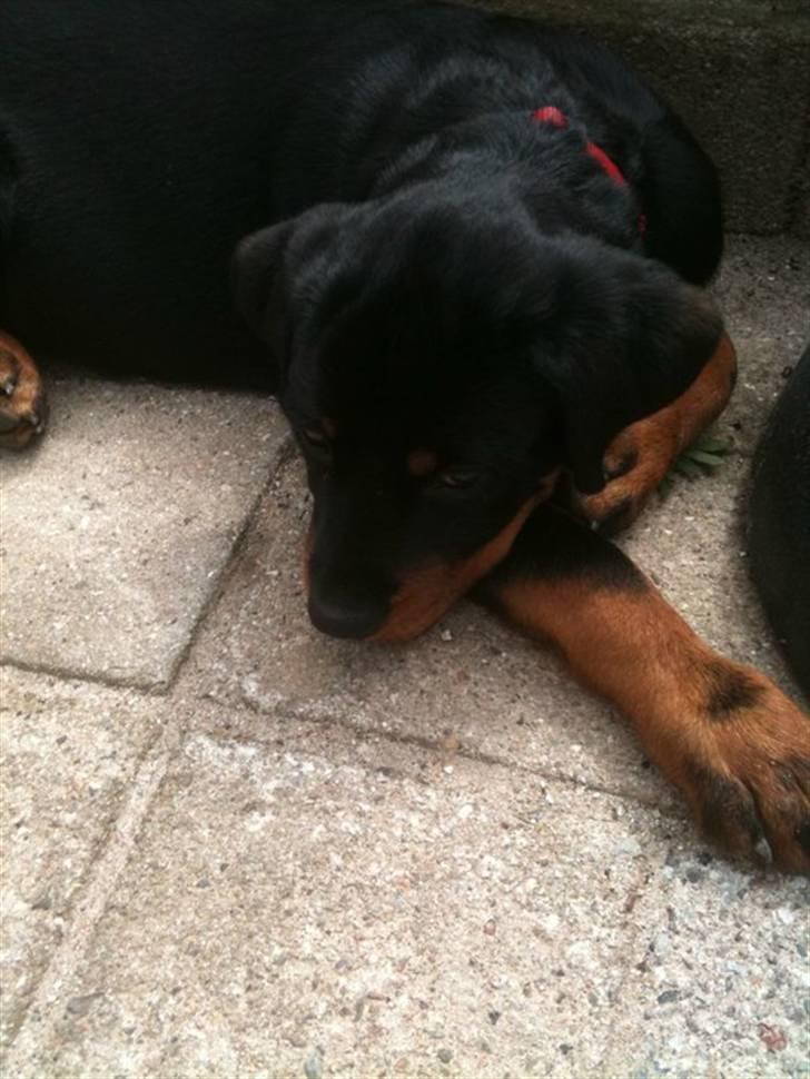 Rottweiler Bailey - ligger på mormors tarasse :) billede 7