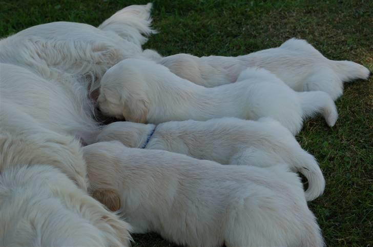 Golden retriever Joey - 2 sidst i rækken hos mor billede 8