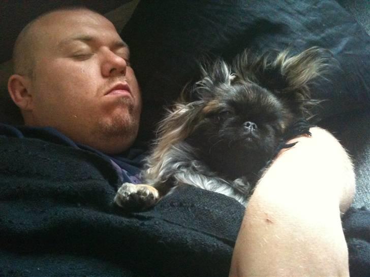 Pekingeser Lullu - Tager lige en lur med far billede 15