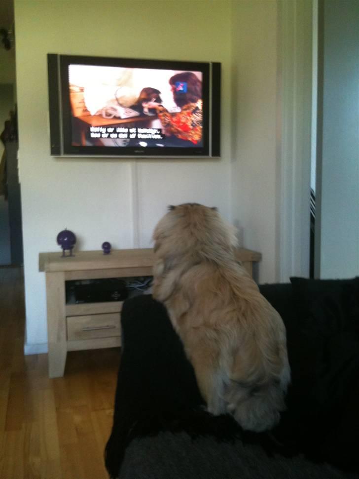 Pekingeser Lullu - Min ynglingsbeskæftigelse; se fjernsyn med mor... billede 16