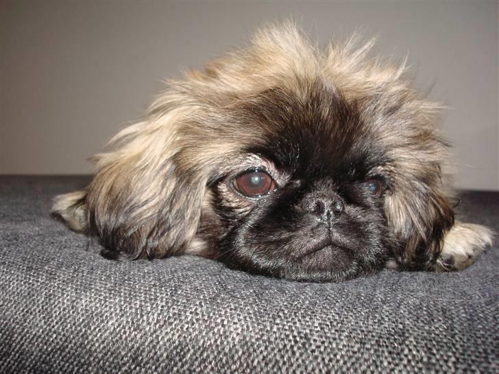 Pekingeser Lullu - YNGLINGS PLADS: SOFAEN!!! billede 2