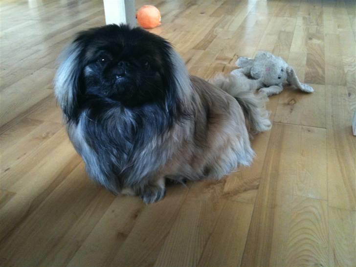 Pekingeser Lullu - HVAD??? Min tand??? Ja, og hva så:) billede 17