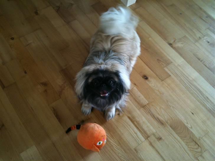 Pekingeser Lullu - Vil du lege mor, hva, vil du det???? billede 18