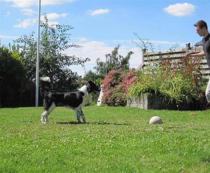 Blanding af racer Border Collie Milo billede 16