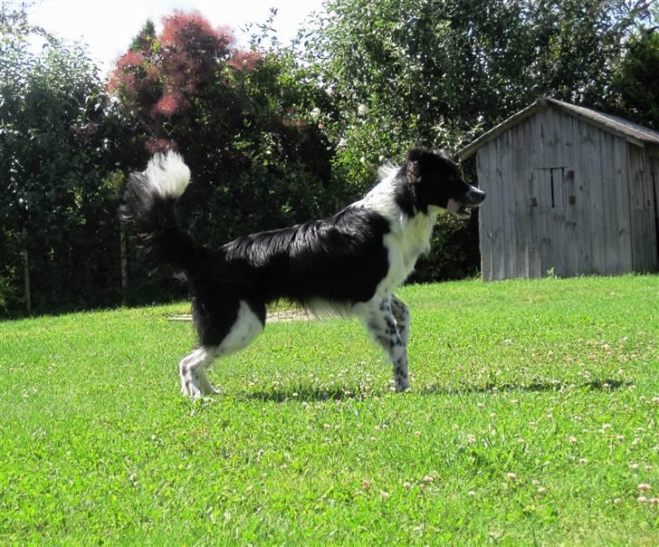 Blanding af racer Border Collie Milo billede 17