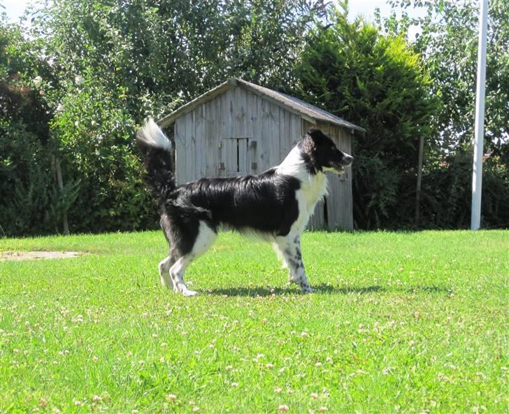 Blanding af racer Border Collie Milo billede 18