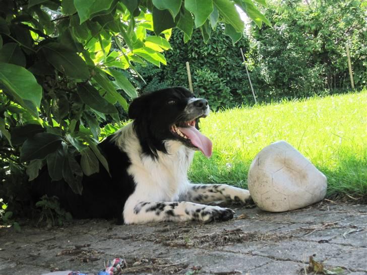 Blanding af racer Border Collie Milo billede 19