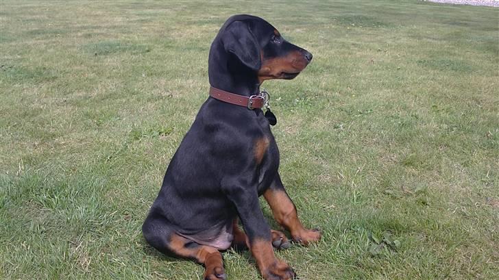Dobermann Dobergaarden F. Diesel billede 6