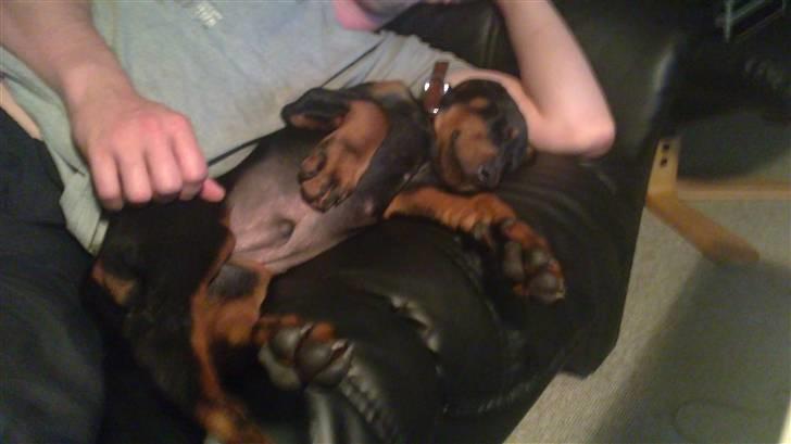 Dobermann Dobergaarden F. Diesel billede 7