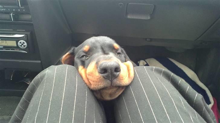 Dobermann Dobergaarden F. Diesel billede 8