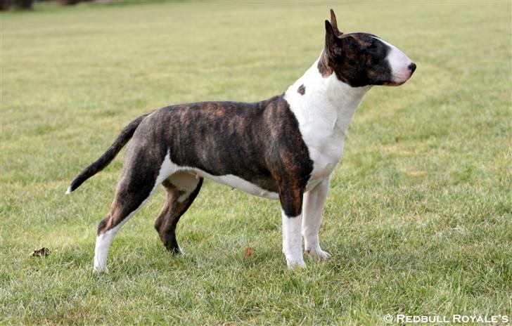 Bullterrier Chica - Chica-Baby billede 1