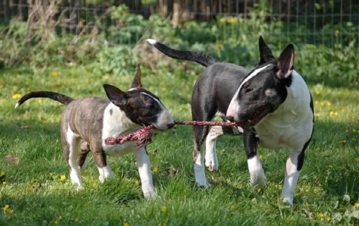Bullterrier Chica - Chica og Smokey billede 2