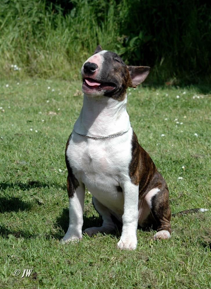 Bullterrier Chica - Smilende Chica billede 3