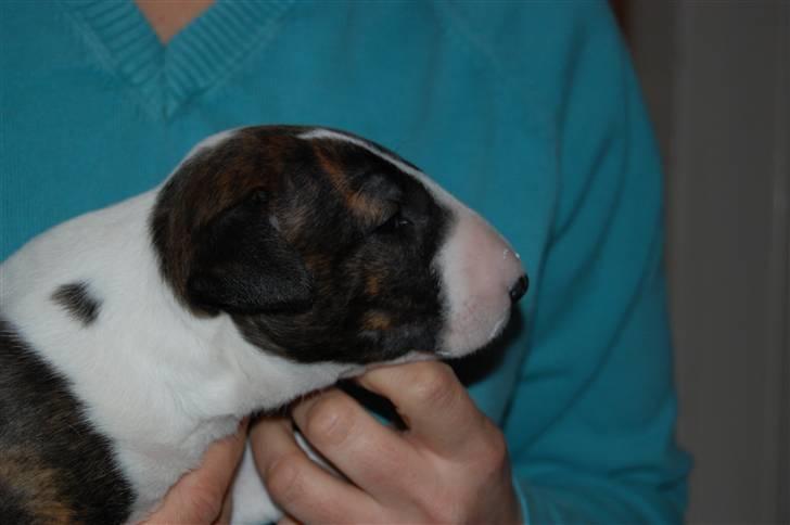 Bullterrier Chica - Chica-Baby billede 4