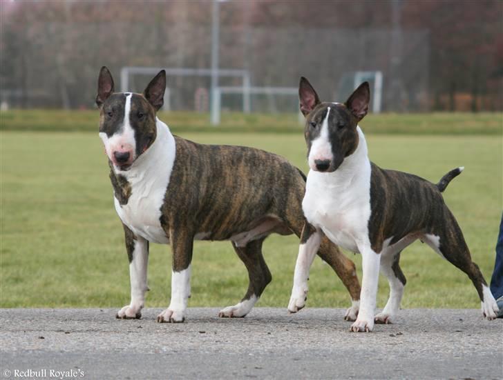 Bullterrier Chica - Chica & Onkel Rasmus (Anzesa Introducing Icarus) billede 5