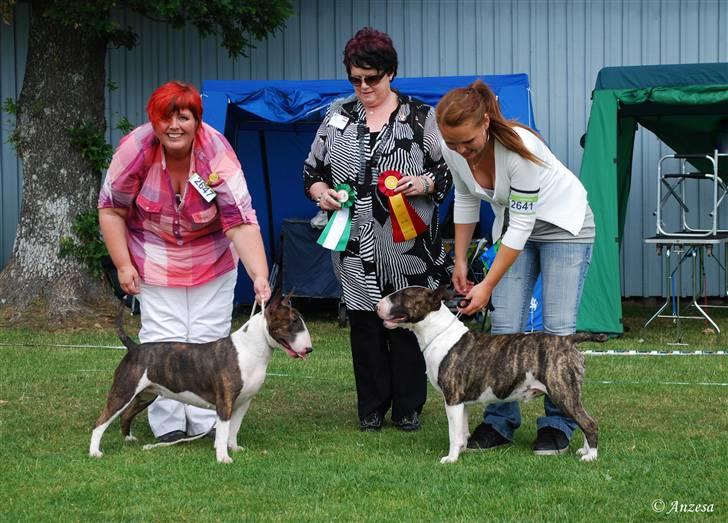 Bullterrier Chica - Chica i Sverige 2010 billede 6