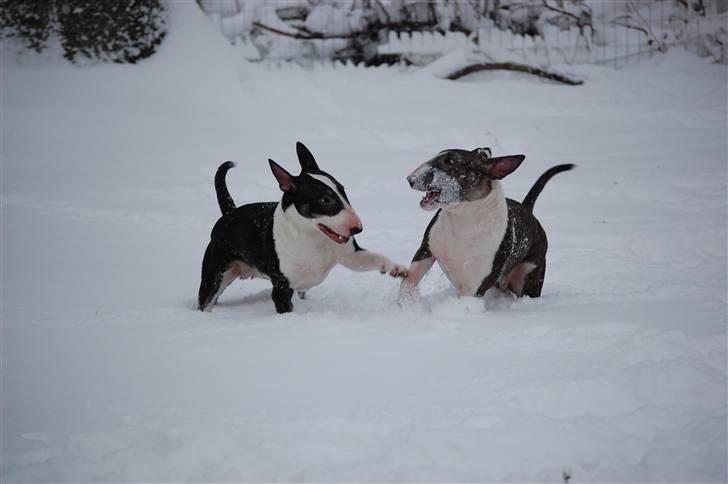 Bullterrier Chica - Smokey & Chica billede 7