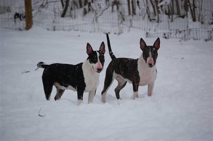 Bullterrier Chica - Smokey & Chica billede 8