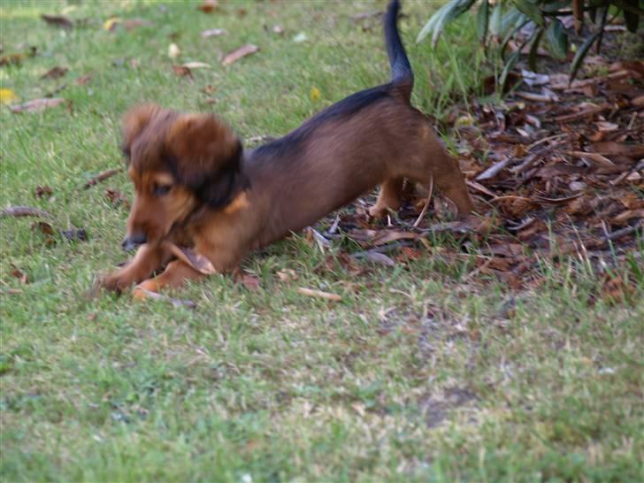 Miniature gravhund MAX - Til angreb på de farlige blade billede 9