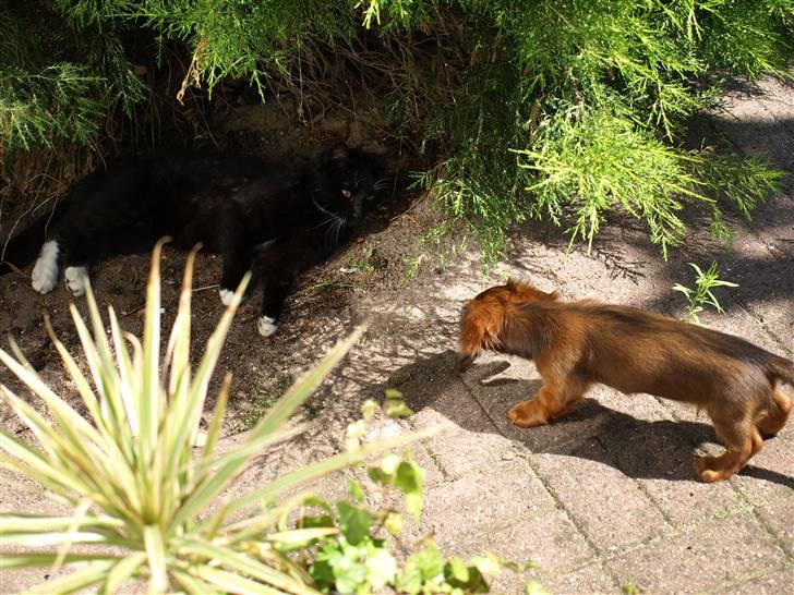 Miniature gravhund MAX - Hvad er nu det ( Hankatten Mads) kan den måske være farlig ? billede 10