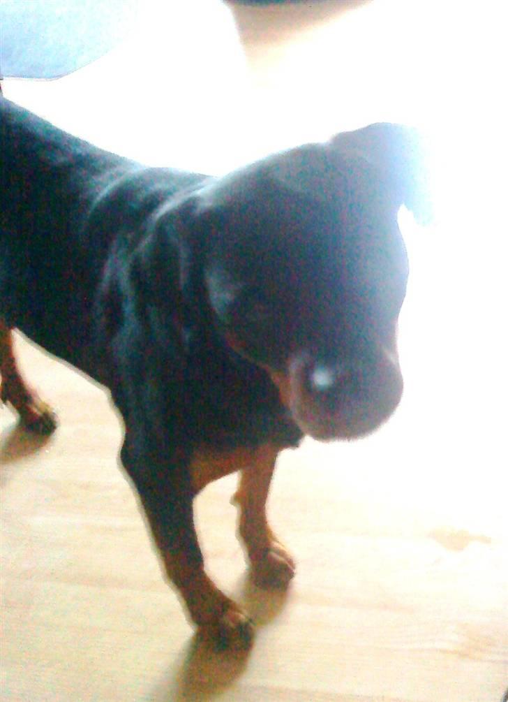 Rottweiler mille R.I.P billede 6