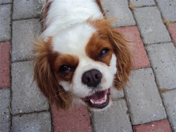 Cavalier king charles spaniel milo billede 16