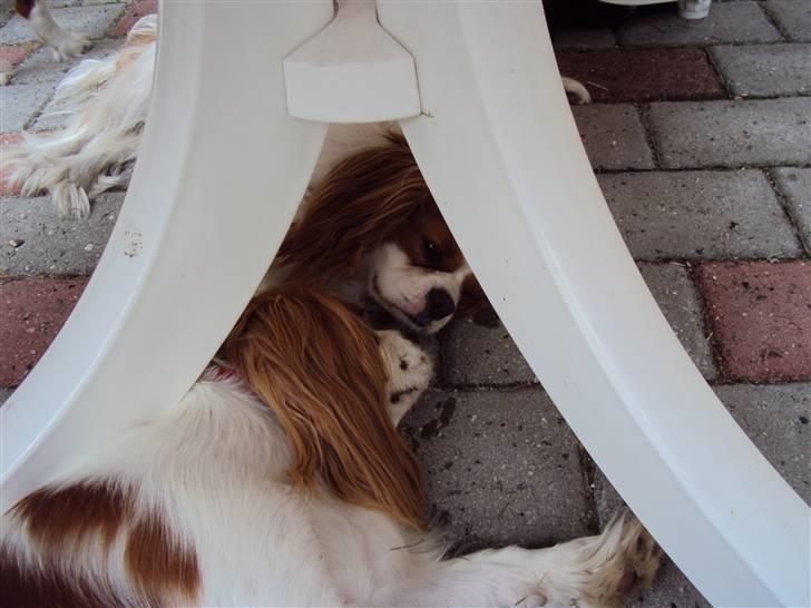 Cavalier king charles spaniel milo - milo og chilli. de er så søde sammen. billede 17