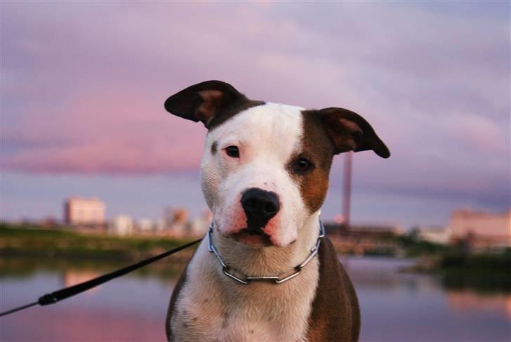 Amerikansk staffordshire terrier Balto billede 13