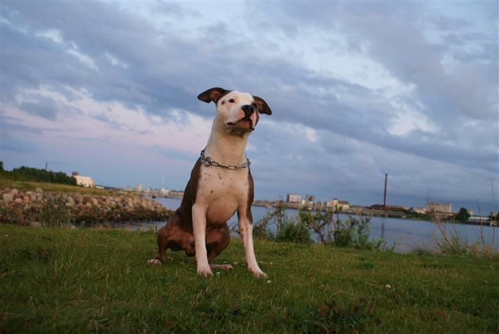 Amerikansk staffordshire terrier Balto billede 14